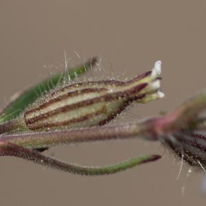 Photographie n°2317643 du taxon Silene gallica L.