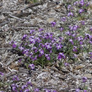 Photographie n°2317676 du taxon Matthiola tricuspidata (L.) R.Br.