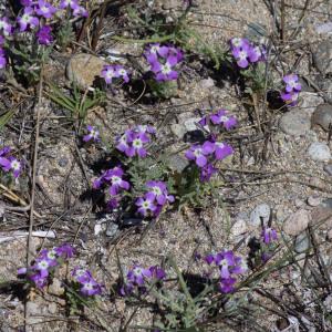 Photographie n°2317684 du taxon Matthiola tricuspidata (L.) R.Br.