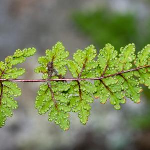 Photographie n°2317698 du taxon Allosorus pteridioides (Reichard) Christenh.