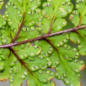 Photographie n°2317699 du taxon Allosorus pteridioides (Reichard) Christenh.