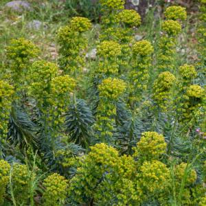 Photographie n°2317719 du taxon Euphorbia characias subsp. characias 