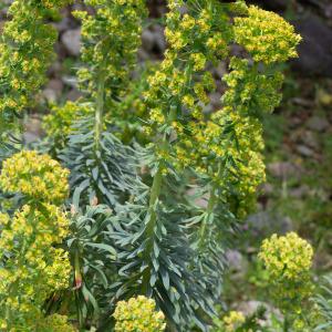 Photographie n°2317721 du taxon Euphorbia characias subsp. characias 