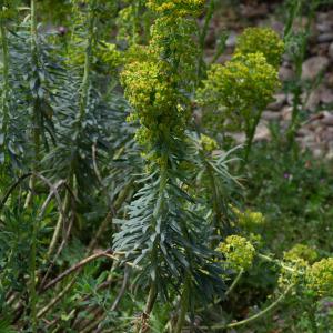 Photographie n°2317723 du taxon Euphorbia characias subsp. characias 