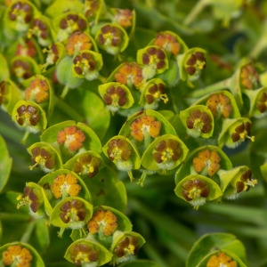 Photographie n°2317724 du taxon Euphorbia characias subsp. characias 