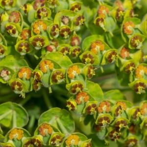 Photographie n°2317725 du taxon Euphorbia characias subsp. characias 