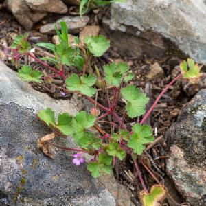 Photographie n°2317728 du taxon Geranium rotundifolium L. [1753]