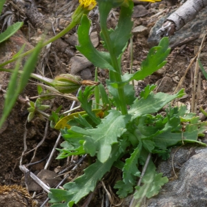 Photographie n°2317730 du taxon Glebionis segetum (L.) Fourr.