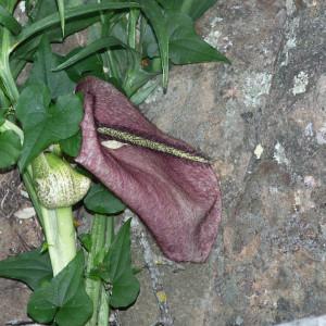Photographie n°2317733 du taxon Helicodiceros muscivorus (L.f.) Engl.