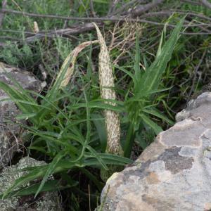 Photographie n°2317736 du taxon Helicodiceros muscivorus (L.f.) Engl.