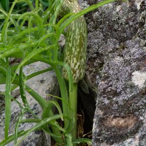 Photographie n°2317737 du taxon Helicodiceros muscivorus (L.f.) Engl.