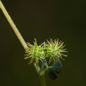 Photographie n°2317744 du taxon Medicago minima (L.) L. [1754]