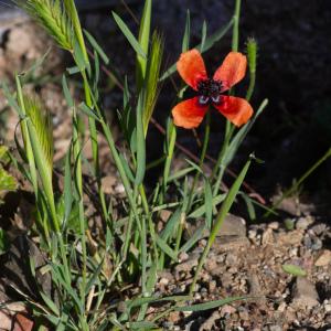 Photographie n°2317755 du taxon Papaver argemone L.