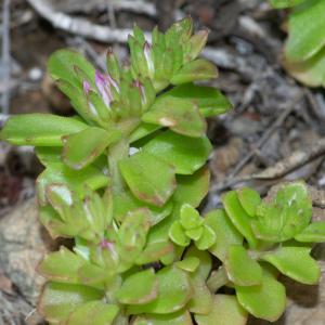 Photographie n°2317766 du taxon Phedimus stellatus (L.) Raf. [1817]