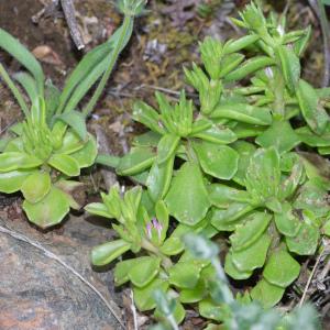 Photographie n°2317767 du taxon Phedimus stellatus (L.) Raf. [1817]