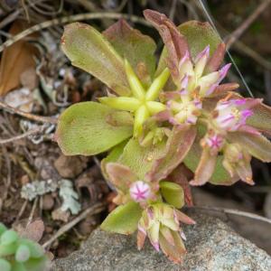 Photographie n°2317769 du taxon Phedimus stellatus (L.) Raf. [1817]