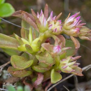 Photographie n°2317770 du taxon Phedimus stellatus (L.) Raf. [1817]