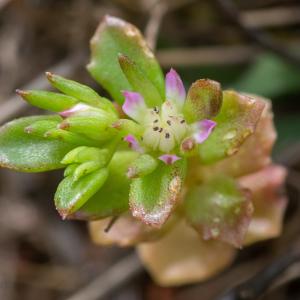 Photographie n°2317773 du taxon Phedimus stellatus (L.) Raf. [1817]