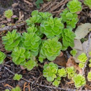 Photographie n°2317775 du taxon Phedimus stellatus (L.) Raf. [1817]