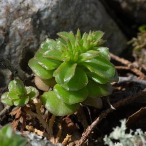 Photographie n°2317776 du taxon Phedimus stellatus (L.) Raf. [1817]