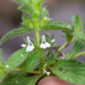 Photographie n°2317805 du taxon Sideritis romana L. [1753]