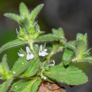 Photographie n°2317806 du taxon Sideritis romana L. [1753]