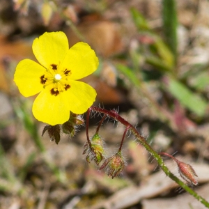 Photographie n°2317817 du taxon Tuberaria guttata (L.) Fourr. [1868]
