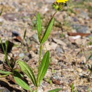 Photographie n°2317818 du taxon Tuberaria guttata (L.) Fourr. [1868]