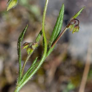 Photographie n°2317820 du taxon Tuberaria guttata (L.) Fourr. [1868]