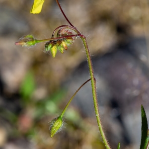 Photographie n°2317821 du taxon Tuberaria guttata (L.) Fourr. [1868]