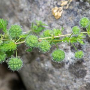 Photographie n°2317826 du taxon Urtica pilulifera L.