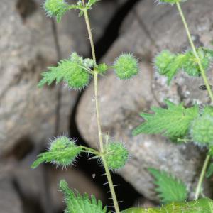 Photographie n°2317830 du taxon Urtica pilulifera L.