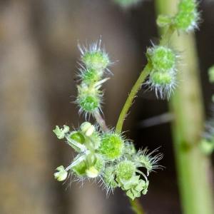 Photographie n°2317834 du taxon Urtica pilulifera L.