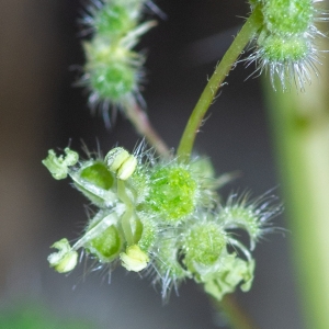 Photographie n°2317835 du taxon Urtica pilulifera L.