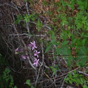 Photographie n°2317869 du taxon Lilium martagon L.