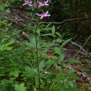 Photographie n°2317870 du taxon Lilium martagon L.