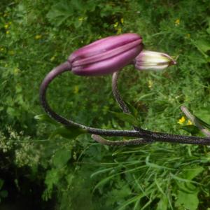 Photographie n°2317871 du taxon Lilium martagon L.