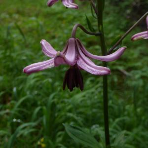 Photographie n°2317873 du taxon Lilium martagon L.