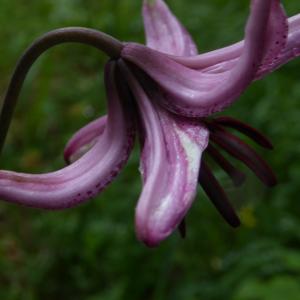 Photographie n°2317874 du taxon Lilium martagon L.