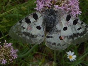 Anny Raim, le  9 juillet 2019 (Les Glovettes, 38250 Villard-de-Lans, France (Les Glovettes))
