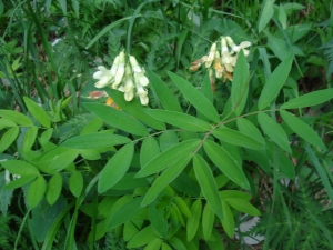 Constant Berrou, le 30 juin 2019 (Saint-Pierre-de-Chartreuse (Le Prayet))