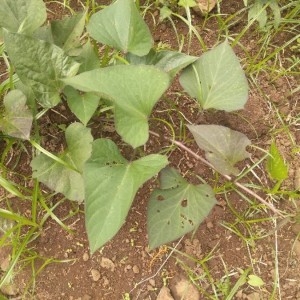 Photographie n°2317921 du taxon Ipomoea batatas (L.) Lam. [1792]