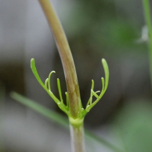 Photographie n°2317930 du taxon Valeriana tuberosa L. [1753]