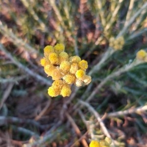 Photographie n°2317939 du taxon Helichrysum stoechas (L.) Moench [1794]