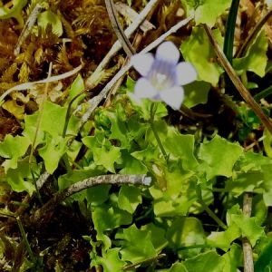 Photographie n°2317940 du taxon Wahlenbergia hederacea (L.) Rchb. [1827]