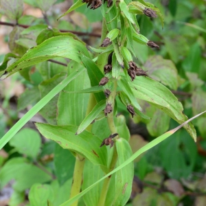 Photographie n°2318003 du taxon Epipactis helleborine (L.) Crantz [1769]