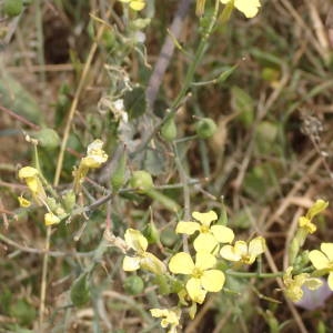 Photographie n°2318004 du taxon Raphanus raphanistrum subsp. landra (Moretti ex DC.) Bonnier & Layens [1894]