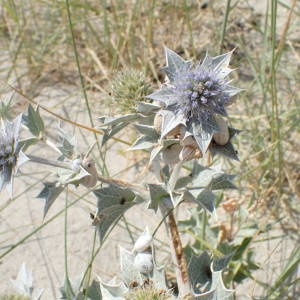 Photographie n°2318030 du taxon Eryngium maritimum L. [1753]