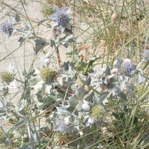 Photographie n°2318031 du taxon Eryngium maritimum L. [1753]