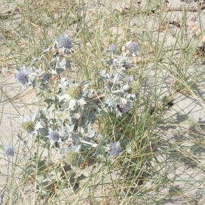 Photographie n°2318032 du taxon Eryngium maritimum L. [1753]